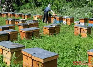蜜蜂养殖投资成本高吗 蜜蜂养殖利润如何