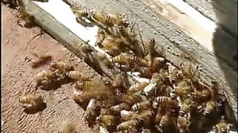 蜜蜂养殖 –