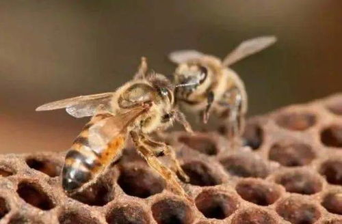把蜜蜂关在蜂箱里面6天,如何避免蜜蜂死亡 养蜂人告诉你方法
