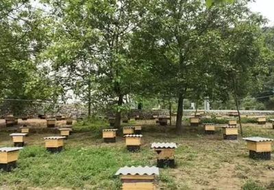 如何帮助中华蜜蜂发展?养蜂人坦言:意蜂问题尤为严重