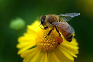 野菊花采蜜的蜜蜂