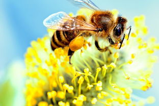 我养的蜜蜂有很多蜂螨用什么药物治疗