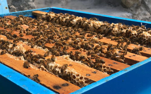 密云水库边的养蜂人 十一万蜂群酿出 甜蜜的事业