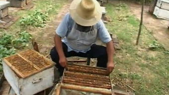 在美国养蜜蜂 –