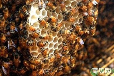 蜜蜂养殖技术大全学习下