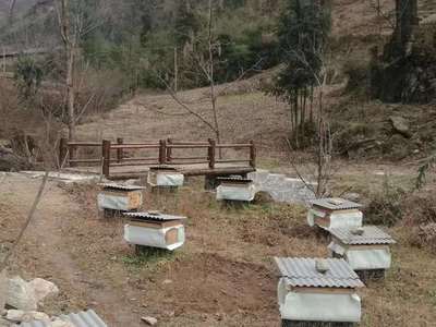 陕西安康叶坪镇有个"蜜蜂书记"