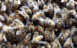在农村养蜜蜂要花多少钱