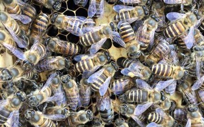 发展蜜蜂养殖有什么好处?