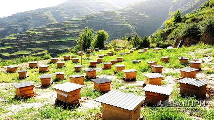 杨河镇:中蜂养殖带动产业发展 甜蜜事业助力扶贫增收(图)